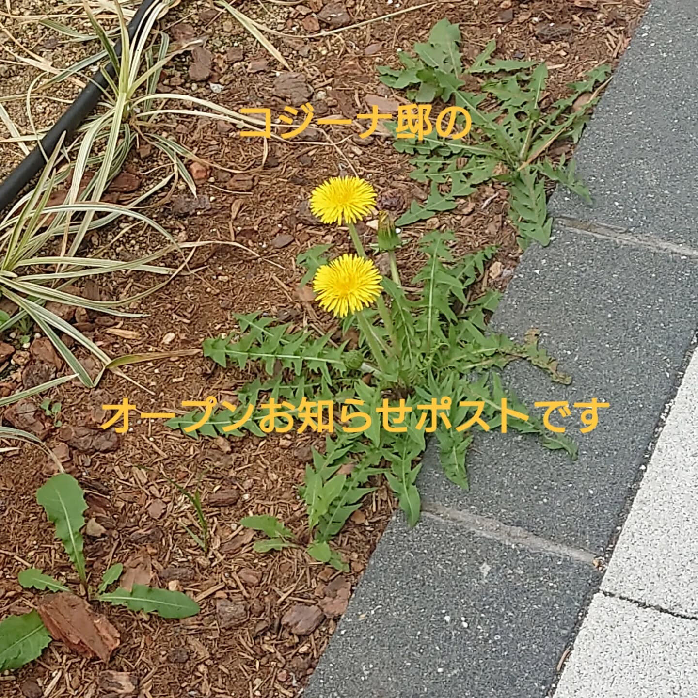 おはようございます！